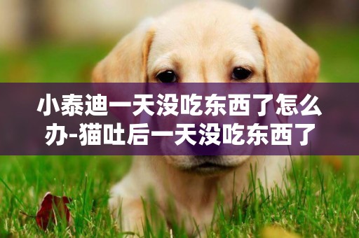 小泰迪一天沒吃東西了怎么辦-貓吐后一天沒吃東西了怎么辦