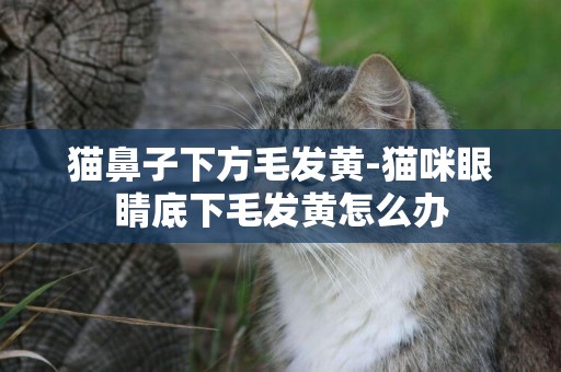 貓鼻子下方毛發黃-貓咪眼睛底下毛發黃怎么辦