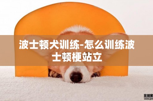 波士頓犬訓練-怎么訓練波士頓梗站立