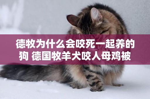 德牧為什么會咬死一起養的狗 德國牧羊犬咬人母雞被肥肉毆打，用前爪按著主人的手求饒，求饒 