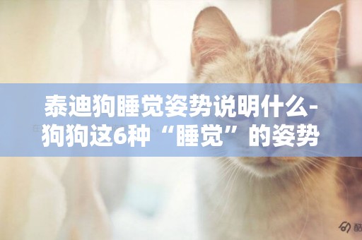 泰迪狗睡覺姿勢說明什么-狗狗這6種“睡覺”的姿勢