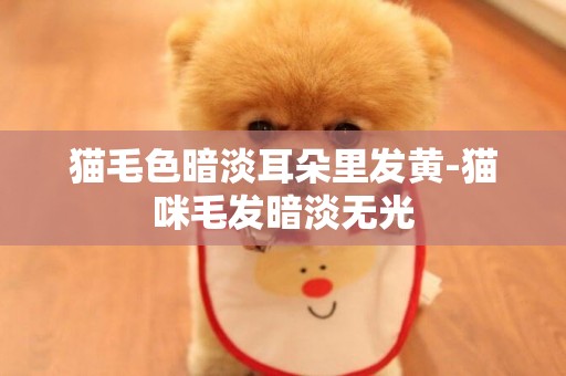 貓毛色暗淡耳朵里發黃-貓咪毛發暗淡無光