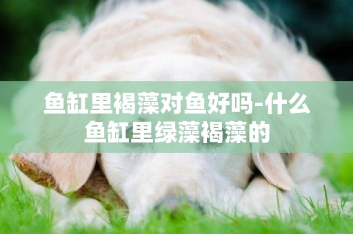 魚缸里褐藻對魚好嗎-什么魚缸里綠藻褐藻的
