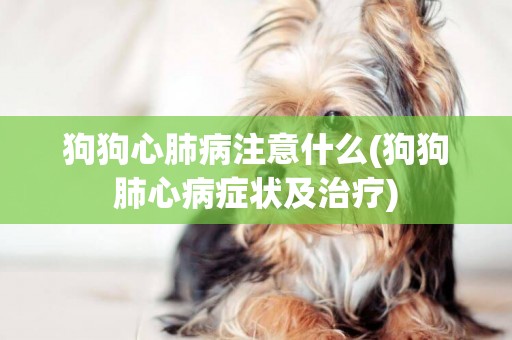 狗狗心肺病注意什么(狗狗肺心病癥狀及治療)