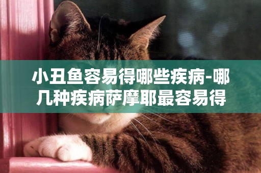 小丑魚容易得哪些疾病-哪幾種疾病薩摩耶最容易得