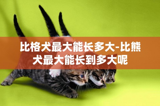 比格犬最大能長多大-比熊犬最大能長到多大呢