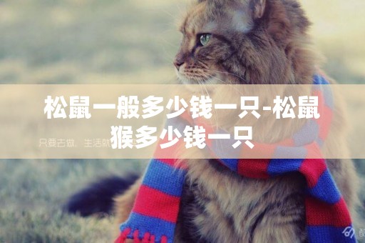 松鼠一般多少錢一只-松鼠猴多少錢一只