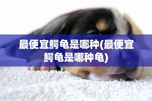 最便宜鱷龜是哪種(最便宜鱷龜是哪種龜)