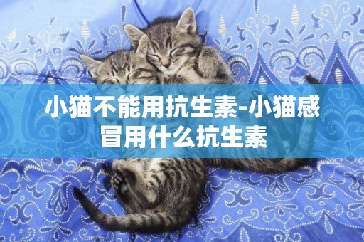 小貓不能用抗生素-小貓感冒用什么抗生素