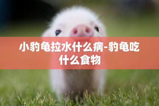 小豹龜拉水什么病-豹龜吃什么食物