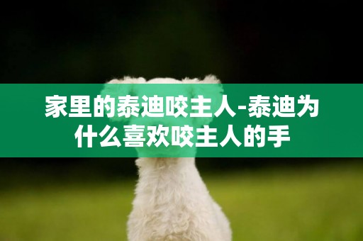 家里的泰迪咬主人-泰迪為什么喜歡咬主人的手