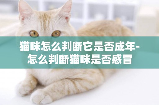 貓咪怎么判斷它是否成年-怎么判斷貓咪是否感冒