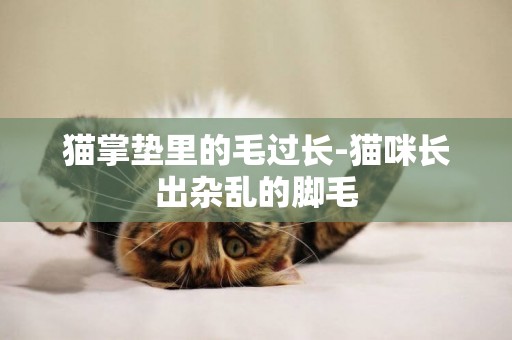 貓掌墊里的毛過長-貓咪長出雜亂的腳毛