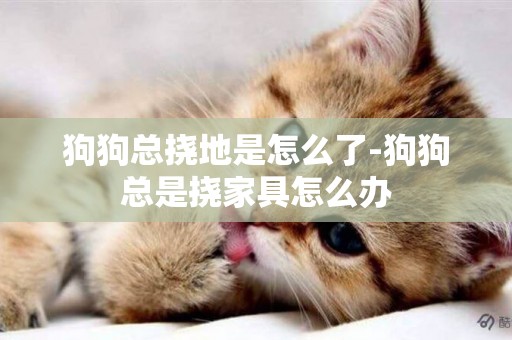 狗狗總撓地是怎么了-狗狗總是撓家具怎么辦