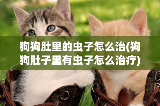 狗狗肚里的蟲子怎么治(狗狗肚子里有蟲子怎么治療)