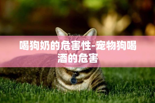 喝狗奶的危害性-寵物狗喝酒的危害