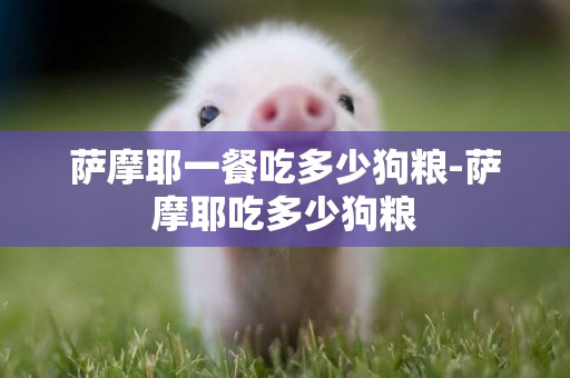 薩摩耶一餐吃多少狗糧-薩摩耶吃多少狗糧