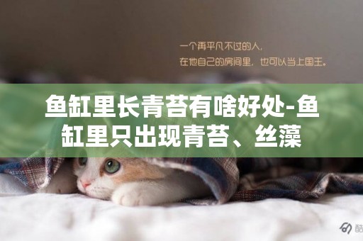 魚缸里長青苔有啥好處-魚缸里只出現青苔、絲藻