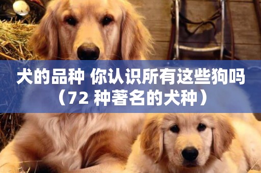 犬的品種 你認識所有這些狗嗎（72 種著名的犬種） 