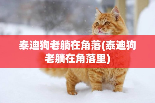 泰迪狗老躺在角落(泰迪狗老躺在角落里)