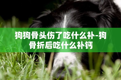 狗狗骨頭傷了吃什么補-狗骨折后吃什么補鈣