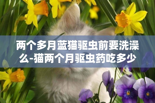 兩個多月藍貓驅蟲前要洗澡么-貓兩個月驅蟲藥吃多少
