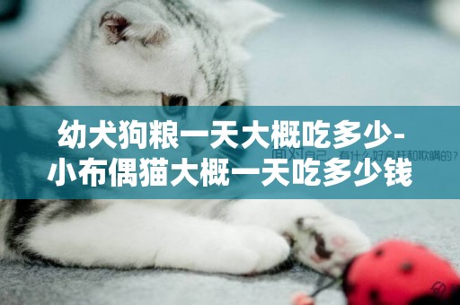 幼犬狗糧一天大概吃多少-小布偶貓大概一天吃多少錢