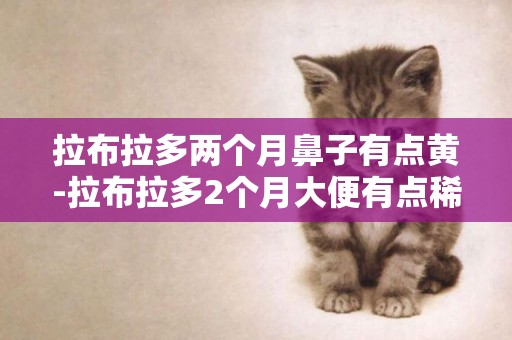 拉布拉多兩個月鼻子有點黃-拉布拉多2個月大便有點稀