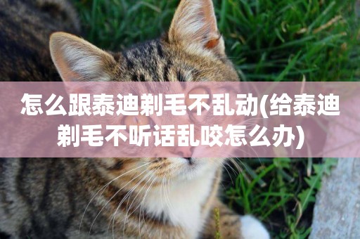 怎么跟泰迪剃毛不亂動(給泰迪剃毛不聽話亂咬怎么辦)