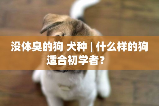 沒體臭的狗 犬種 | 什么樣的狗適合初學者？ 