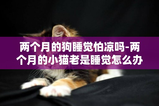 兩個月的狗睡覺怕涼嗎-兩個月的小貓老是睡覺怎么辦