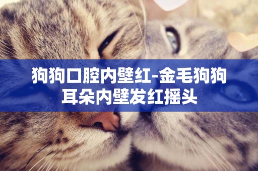 狗狗口腔內壁紅-金毛狗狗耳朵內壁發紅搖頭