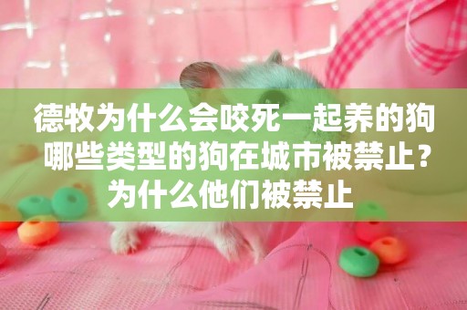 德牧為什么會咬死一起養的狗 哪些類型的狗在城市被禁止？為什么他們被禁止 