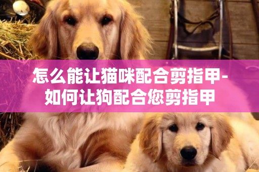 怎么能讓貓咪配合剪指甲-如何讓狗配合您剪指甲