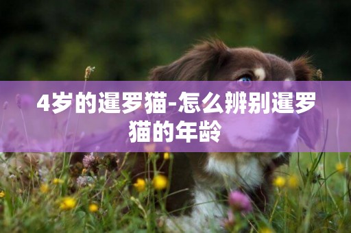 4歲的暹羅貓-怎么辨別暹羅貓的年齡