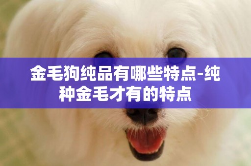 金毛狗純品有哪些特點-純種金毛才有的特點