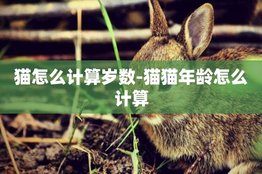 貓怎么計算歲數-貓貓年齡怎么計算