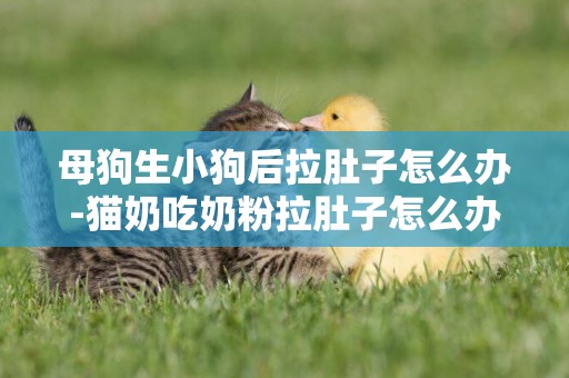 母狗生小狗后拉肚子怎么辦-貓奶吃奶粉拉肚子怎么辦