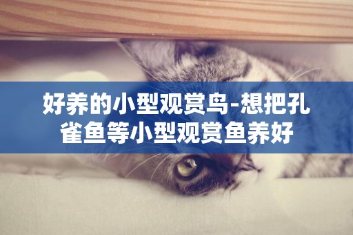 好養的小型觀賞鳥-想把孔雀魚等小型觀賞魚養好