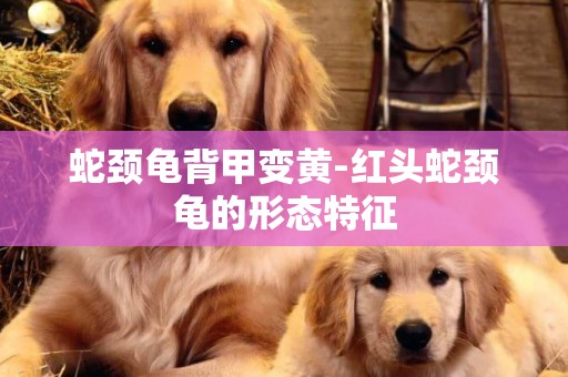 蛇頸龜背甲變黃-紅頭蛇頸龜的形態特征