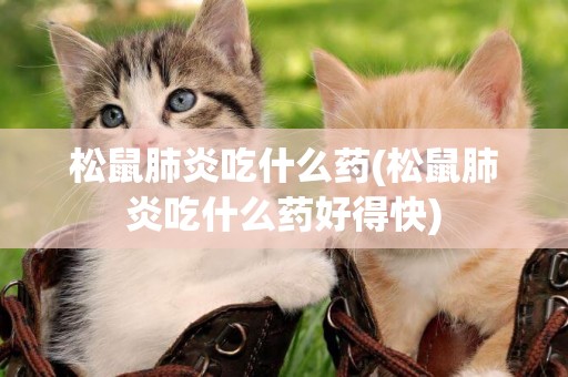 松鼠肺炎吃什么藥(松鼠肺炎吃什么藥好得快)