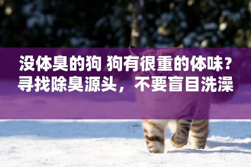 沒體臭的狗 狗有很重的體味？尋找除臭源頭，不要盲目洗澡 