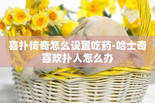 喜撲傳奇怎么設置吃藥-哈士奇喜歡撲人怎么辦