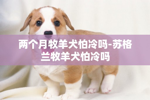 兩個月牧羊犬怕冷嗎-蘇格蘭牧羊犬怕冷嗎