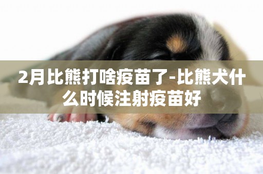 2月比熊打啥疫苗了-比熊犬什么時候注射疫苗好