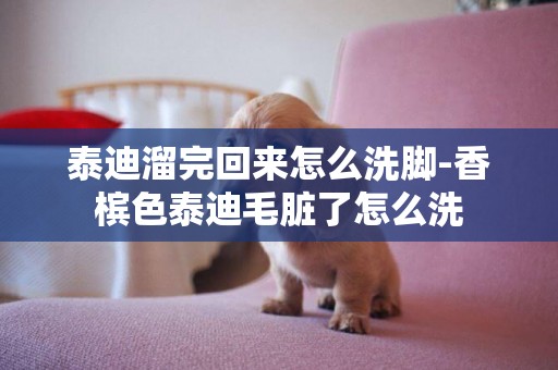 泰迪溜完回來怎么洗腳-香檳色泰迪毛臟了怎么洗