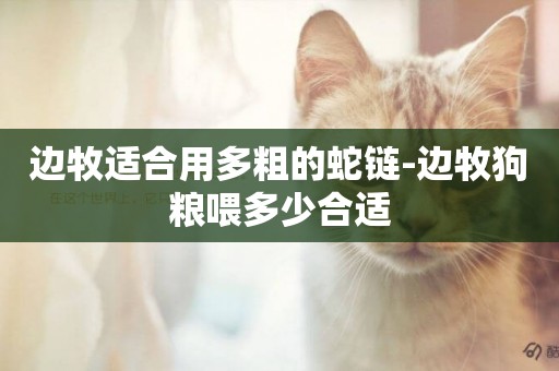 邊牧適合用多粗的蛇鏈-邊牧狗糧喂多少合適