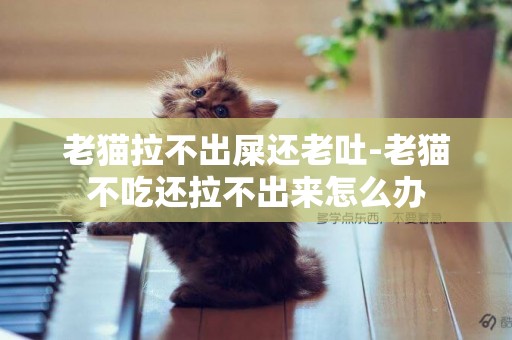 老貓拉不出屎還老吐-老貓不吃還拉不出來怎么辦