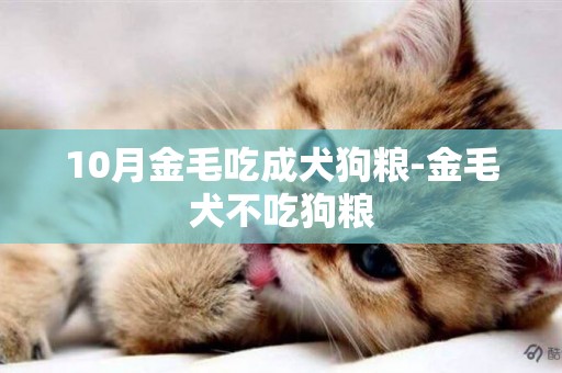 10月金毛吃成犬狗糧-金毛犬不吃狗糧