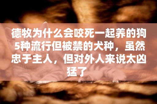 德牧為什么會咬死一起養的狗 5種流行但被禁的犬種，雖然忠于主人，但對外人來說太兇猛了 